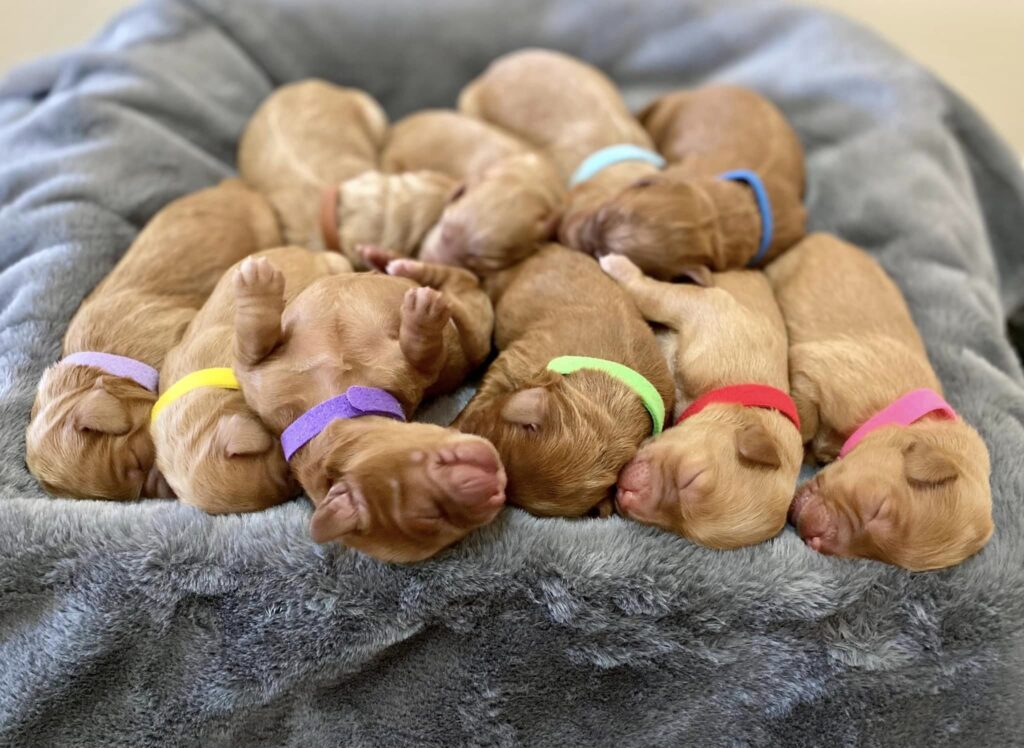 HTM Matilda as a puppy with her litter wearing a purple collar