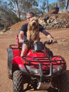 Australian Cobberdog Maddie riding on a four wheel motor bike