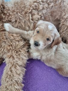 Close up image of KooeeKeis True Blue as a very young puppy