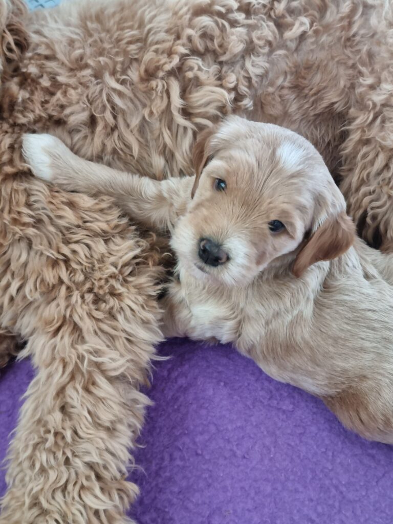 Close up image of KooeeKeis True Blue as a very young puppy