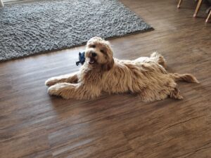 Image of KooeeKeis True Blue as an adolescent laying like a frog dog
