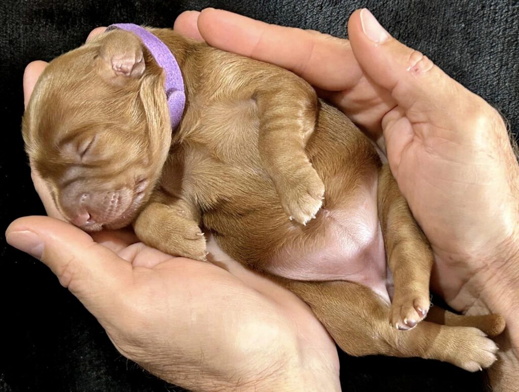 Beautiful image of Homelytailmates Matilda as a 2 day old puppy in loving hands