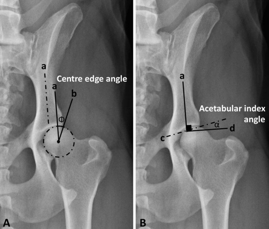 Image of xrayed dog hips