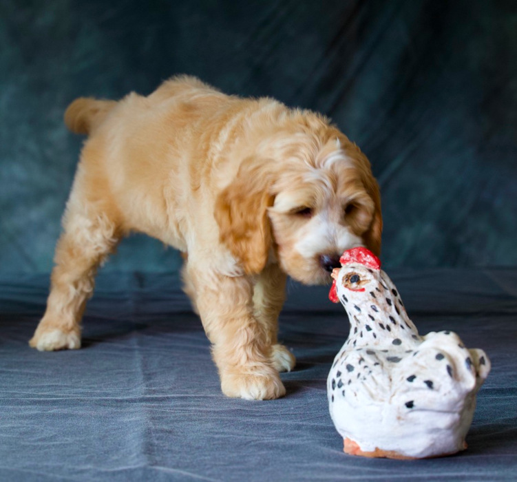 aralee Rupert 2 as a puppy playing with a toy chicken demonstrating early temperament trait