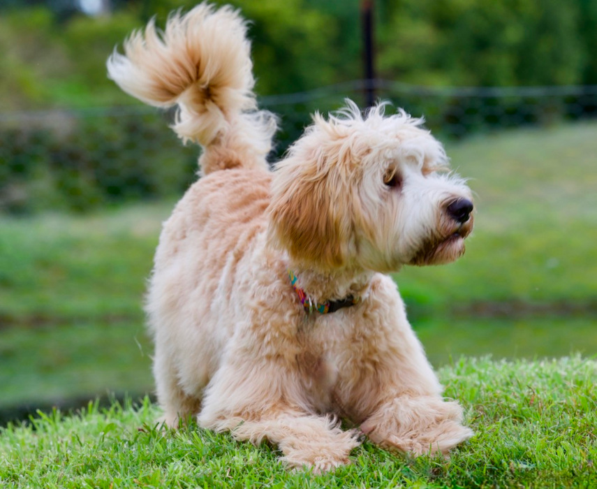 Caralee Rupert 2 Australian Cobberdog playing outdoors showing his fun and goofy personality