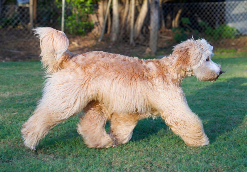 Caralee Rupert 2 Cobberdog