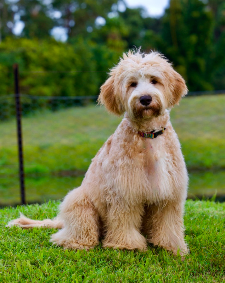 Caralee Rupert 2 Cobberdog