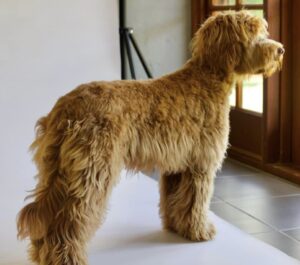 Image of Ridgy Didge Orion Code standing and looking out of the door