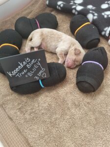 Image of KooeeKeis True Blue 3 days old surrounded by stuffed socks