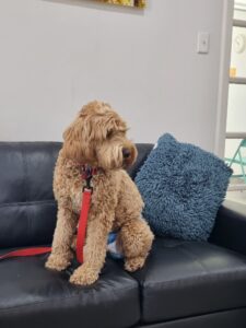 Ridgy Didge Maddie Cameron sitting on a leather lounge