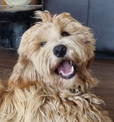 Close up portrait image of KooeeKeis True Blue smiling at camera