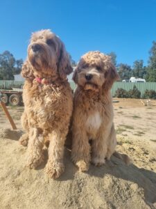 Ridgy Didge Maddie Cameron and her singleton puppy KooeeKeis True Blue sitting on a pile of sand