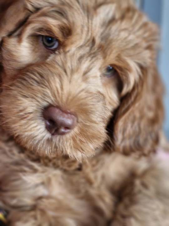 Close up image of HTM Matilda as a puppy