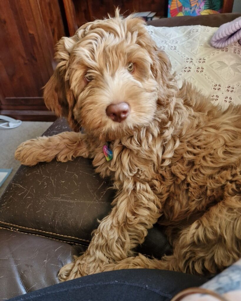 Homelytailmates Matilda as a puppy laying on her Mumma's lounge