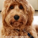 Ridgy Didge Captain Barnacles close up portrait image