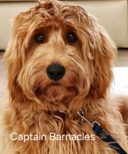 Ridgy Didge Captain Barnacles close up portrait image