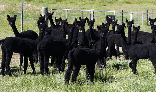Ethical Australian Cobberdog Breeders in Western Australia