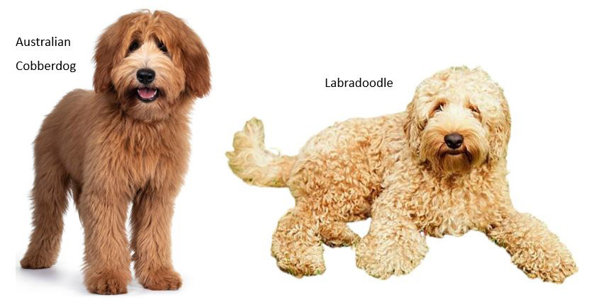 Image of Australian Cobberdog and a Labradoodle