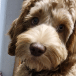 Homelytailmates Matilda close up of face