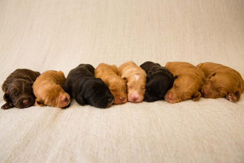 8 tiny Australian Cobberdog puppies in a row not cropped