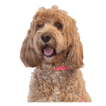 RD Maddie Cameron head and shoulder image no background