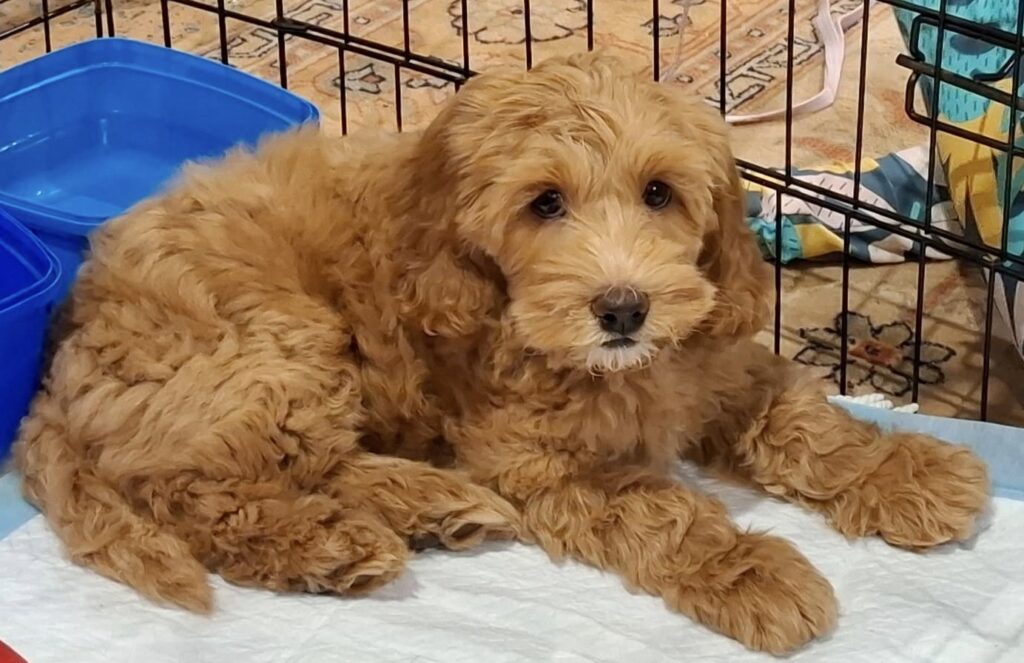 KooeeKeis Bindy in her crate in her new home