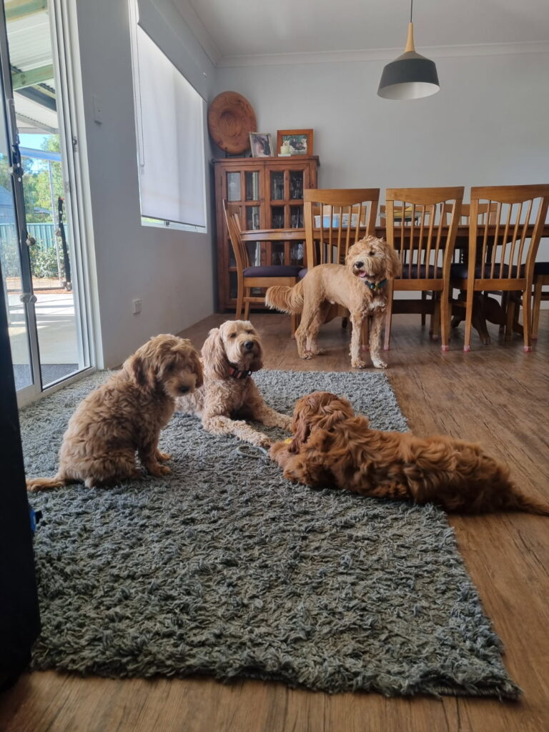 KooeeKeis 4 dogs in the lounge room