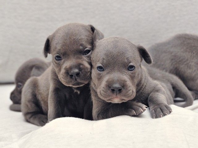 English Blue Staffordshire Puppies