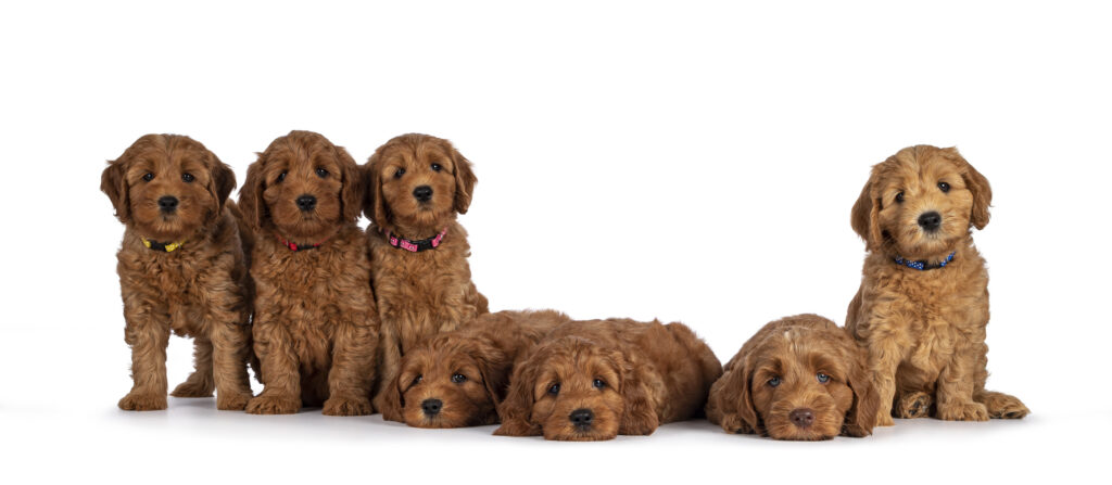 7 cute Australian Cobberdog puppies in a row