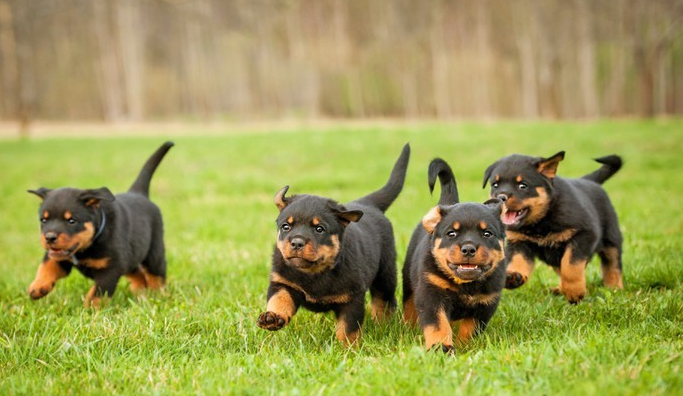 4 rotty puppies running towards camera