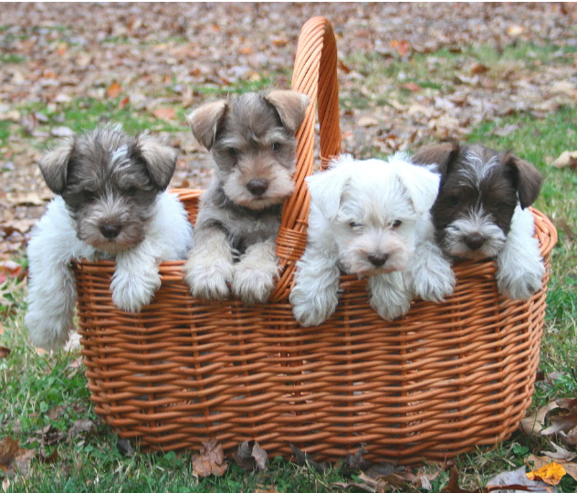 Microchipping 4 puppies