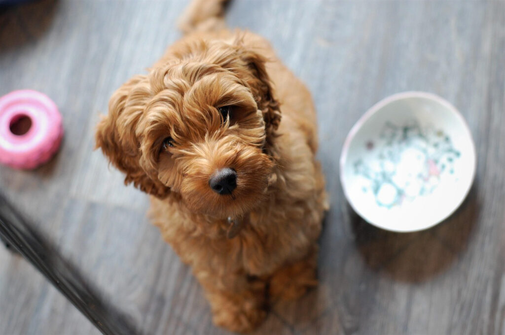 Australian Cobberdog Puppy eagerly awaiting for an instruction