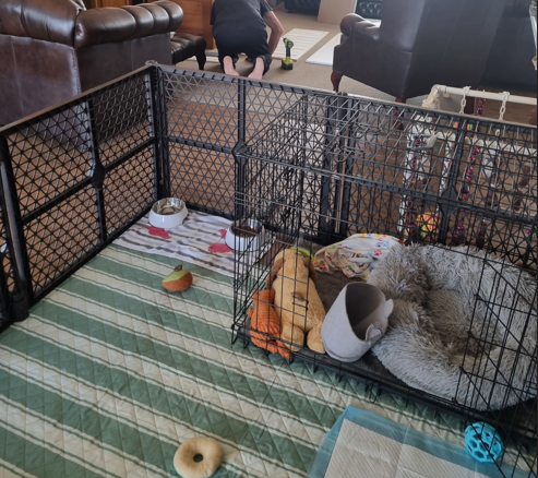 Puppy playpen introducing crate conditioning