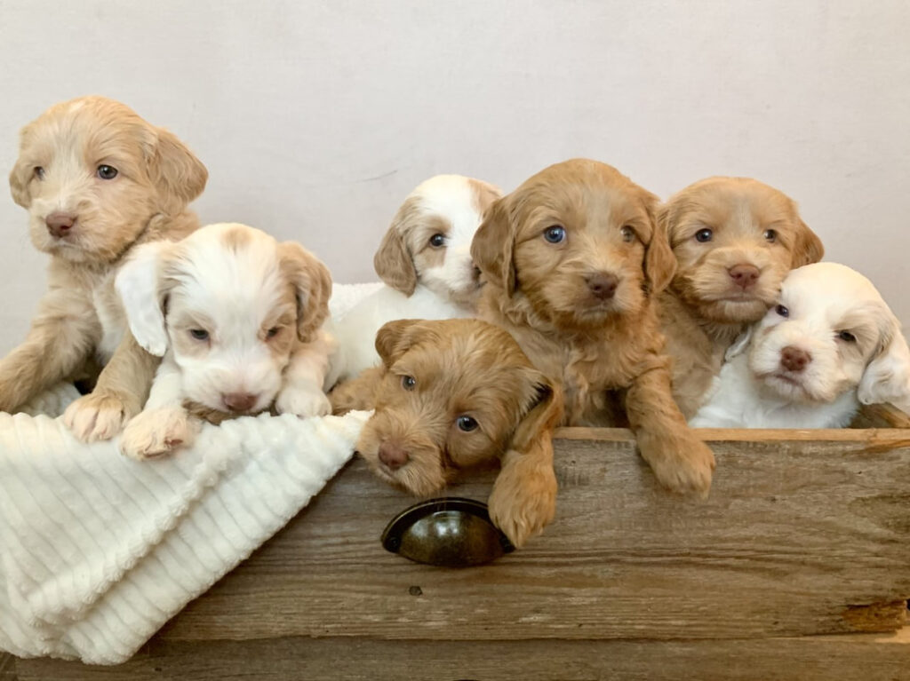 Litter of 7 gorgeous Australian Cobberdogs