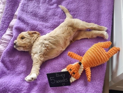 KooeeKeis True Blue 5 weeks old with his favourite toy