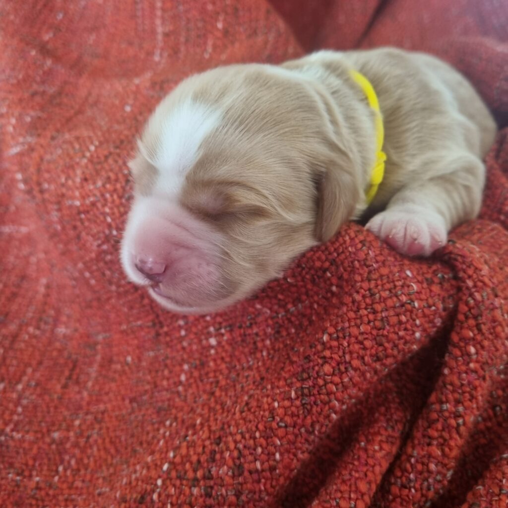 Miss Yellow collar puppy from Maddie & Raffa