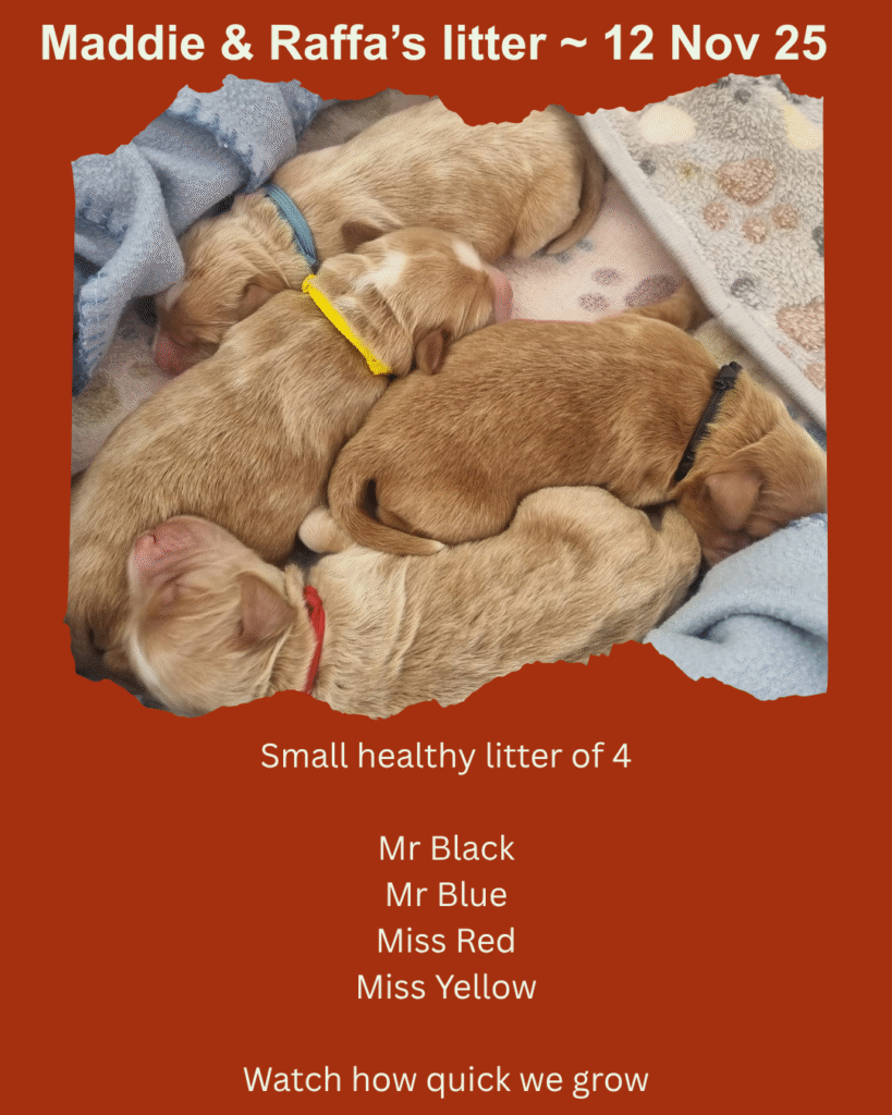 3 day old puppies, sleeping on heat pad