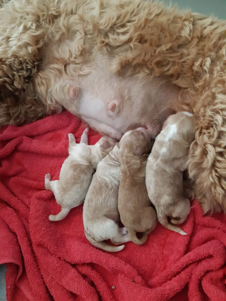 Maddie and her 3 days old puppies feeding