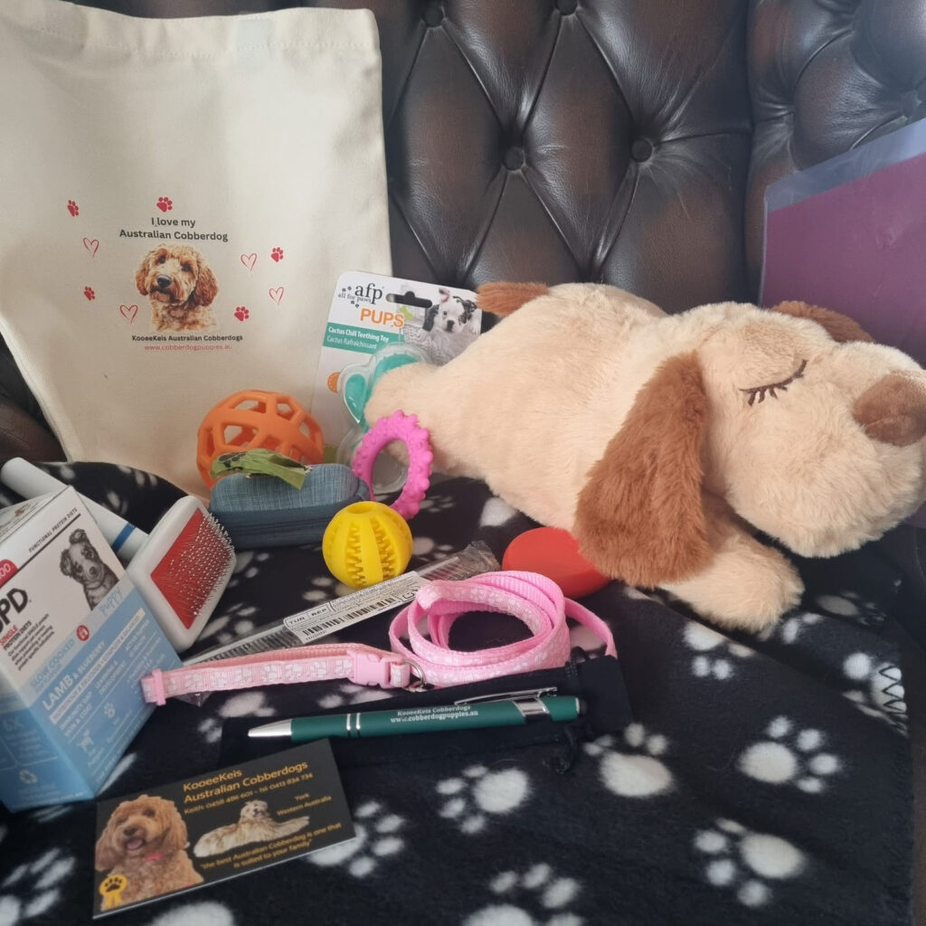 KooeeKeis Australian Cobberdog take home Puppy Pack