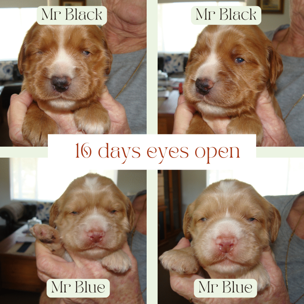 Cobberdog puppies 16 days and eyes open