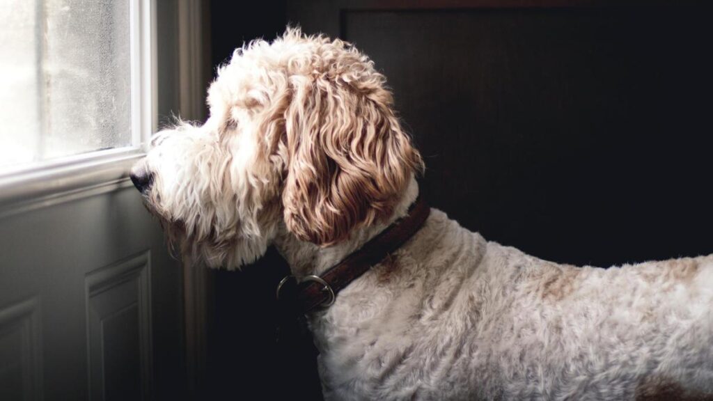 Dog with separation can stare out of a window all day