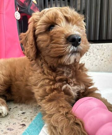Cobberdog Puppy with pink Kong fillable chew toy