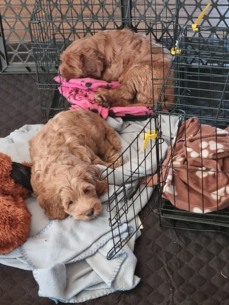 5 Week old Australian Cobberdog Puppies commencing their crate training