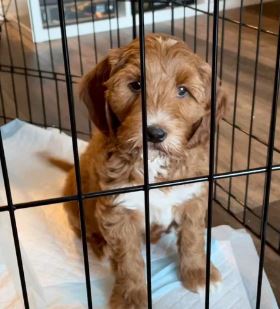 KooeeKeis highly recommend that you continue with the crate training we started