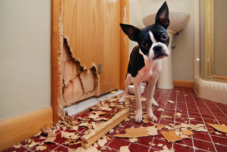 Dog with separation anxiety destroys a timber door