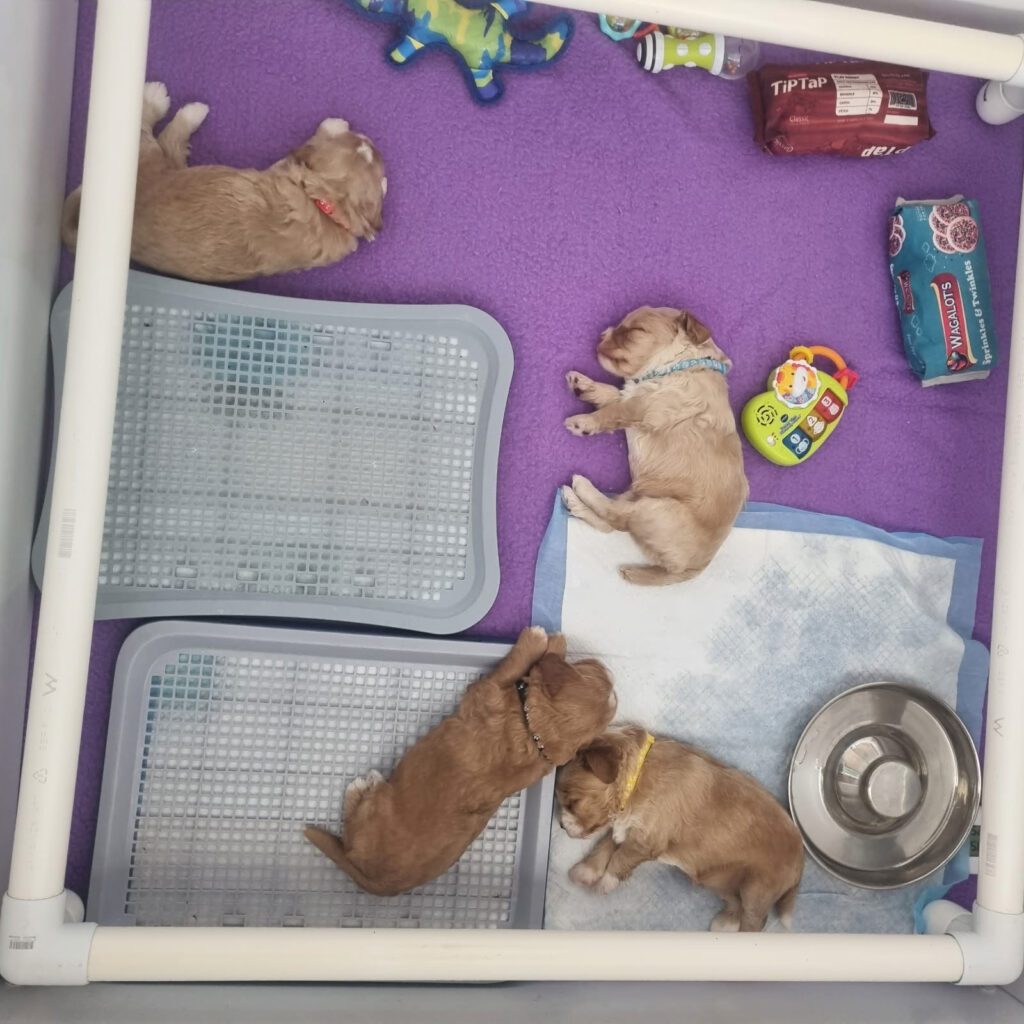 3_Week_old_puppies_started_toilet_training