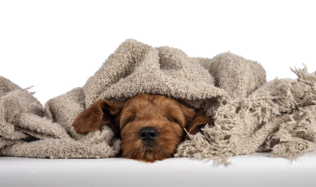 ustralian Cobberdog puppy snuggled asleep under a soft blanket showing calm temperament