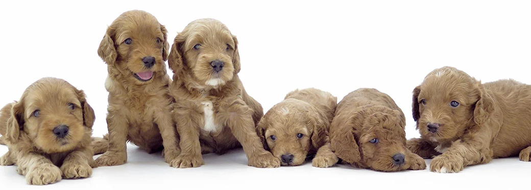 4 beautiful 7 week old cobberdogs cuddled together
