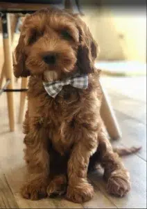 Cute Australian Cobberdog Puppy Wearing a Bow Tie
