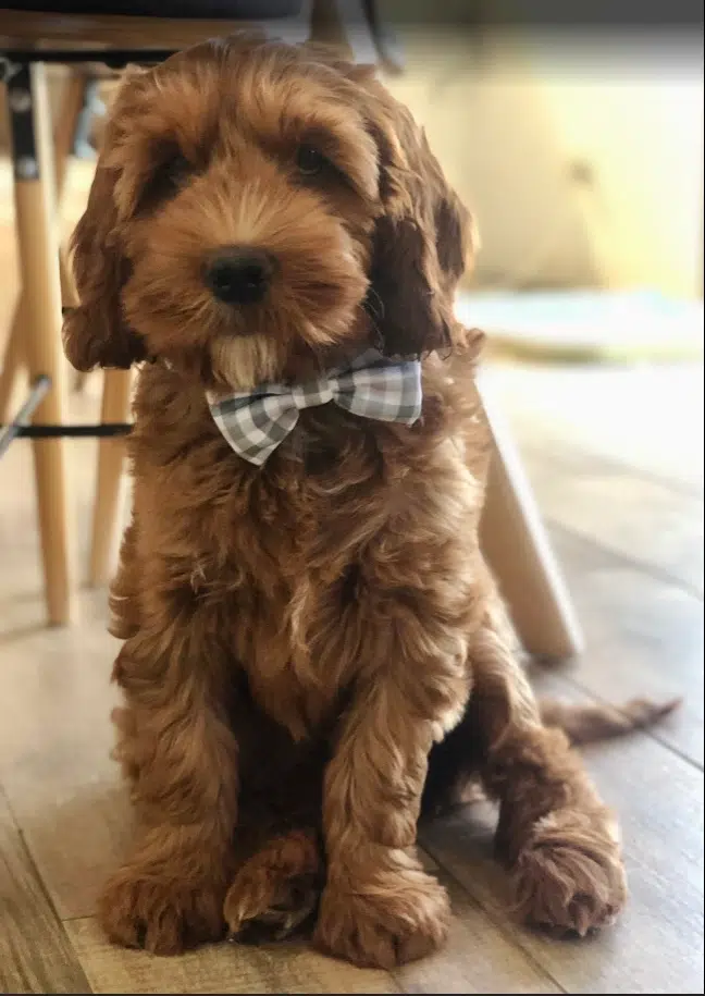 Cute Australian Cobberdog Puppy Wearing a Bow Tie